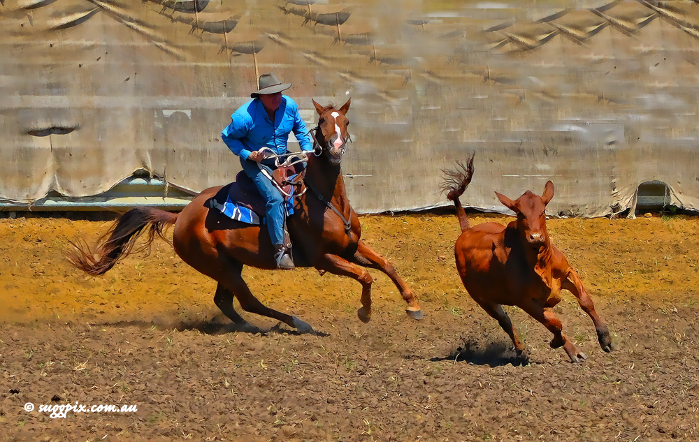 Campdrafting