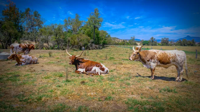 Cattle SuggPix