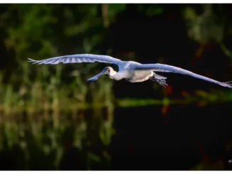 Bird in Flight - SuggPix